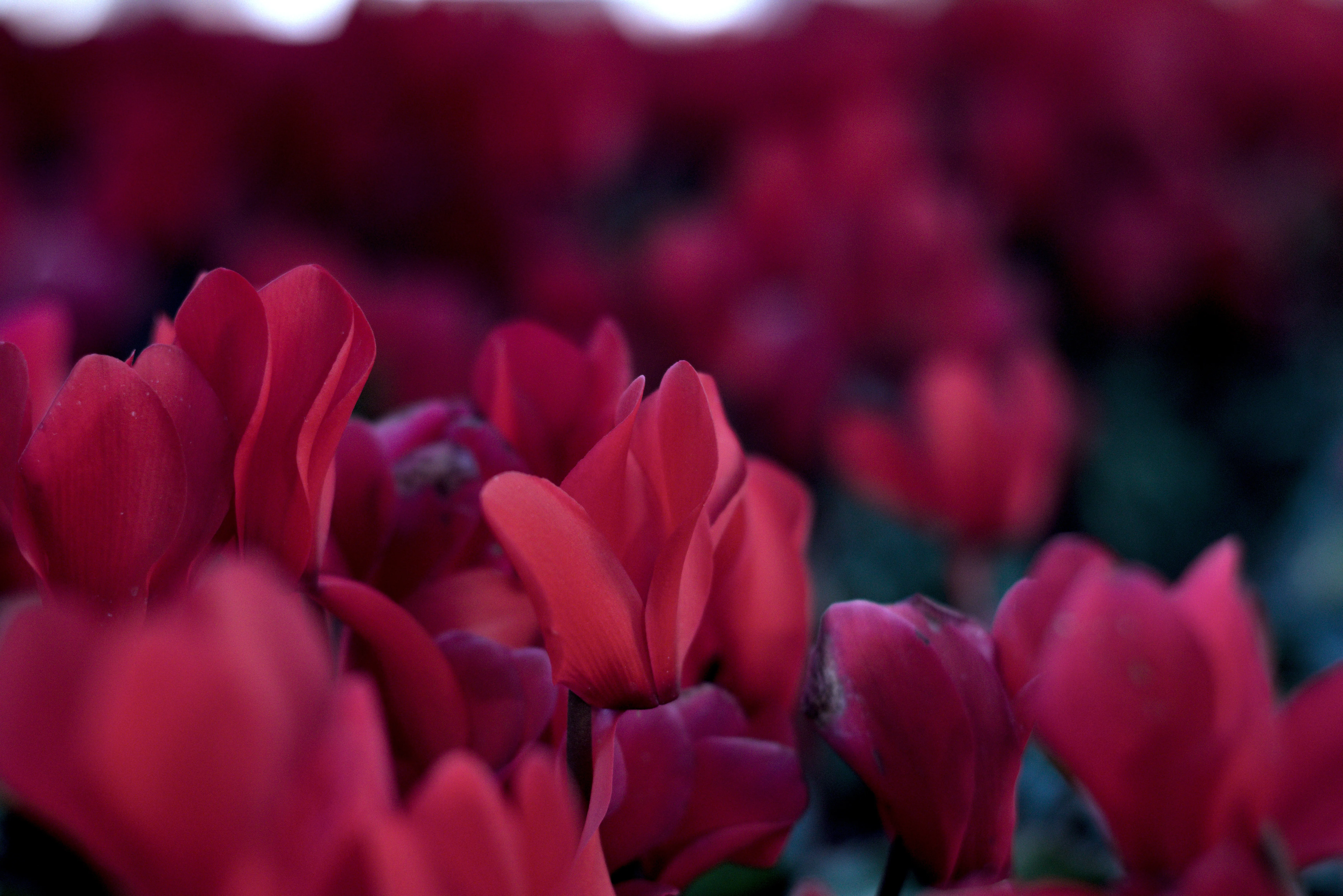 Zenith Helios-77M-4 1,850 (VOMZ) - _I4A6665.webp